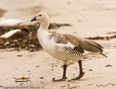 Upland goose