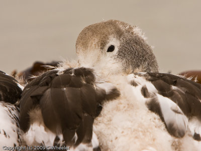 Upland goose closeup