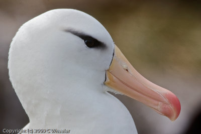 Grown albatross (black browed)