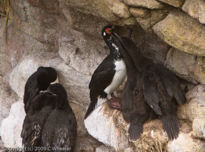 Mom is caught between a rock and a hard place. Babies want to be fed.