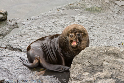 South American Sea Lion bull