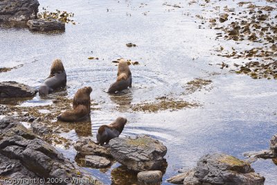 South American Sea Lions