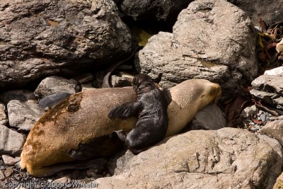 Sea lion with baby