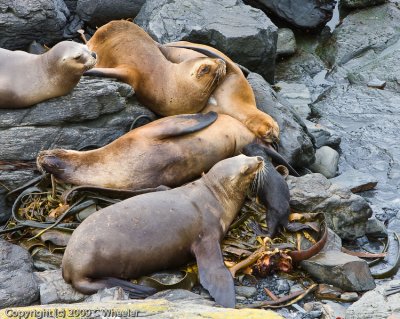 Sleeping group of sea lions