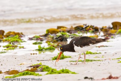 Pied Oystercatcher