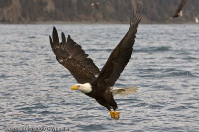 Eagle picking up a fish
