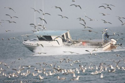 The boat made all of the gulls fly
