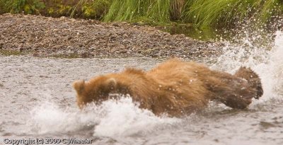 Frame 4:  And he does a huge belly flop and misses the fish.