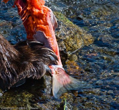 BF Not to gross anyone out, but after the bear kills the fish he skins it and then eats it.