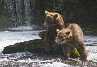 BF Young bears watching the older bears catch fish