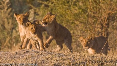 cubs playing