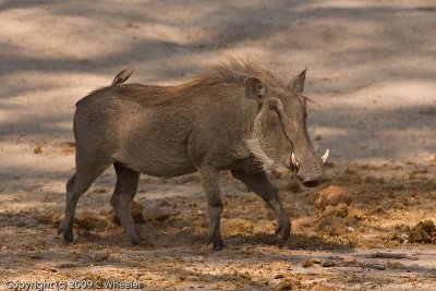 Warthogs are not attractive