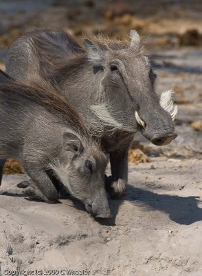 Warthogs - what are they eating?  Dirt?