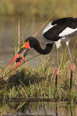 Saddle Billed Stork (yellow eyes)