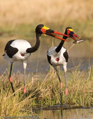 Male (black eyes) and female saddle billed stork with a fish