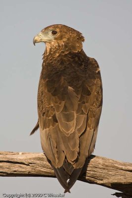 Juvenile Bateleur Eagle