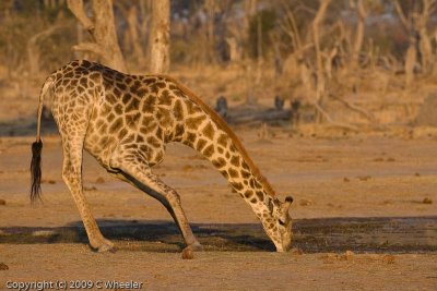 giraffe drinking