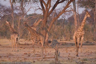 A journey of giraffes