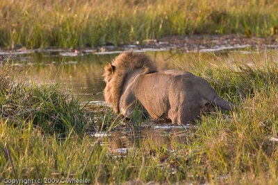 A lion walking through a river