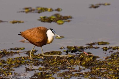 Jacanas have long legs and look at those toes and claws!