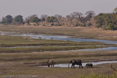 Chobe. Elephants in the foreground, zebras in the middle and impala in the background.