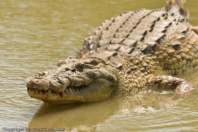 A fat croc