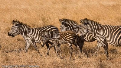 Zebras. The young ones are brown rather than black