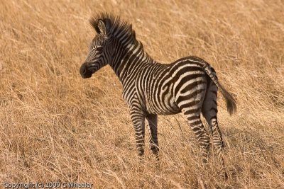 Baby zebra.