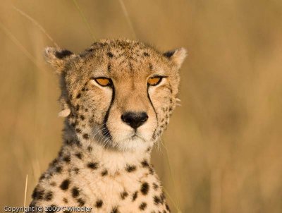 I've wanted a picture of a cheetah with these glowing eyes forever.  Finally got one!