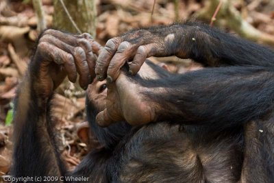 Chimpanzee cleaning his toes