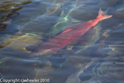 Red Sockeye salmon _H1H0040-1.jpg