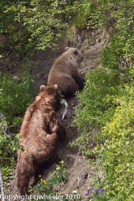 Mama bear and baby bear head up the mountain to eat the fish _H1H1145-1.jpg