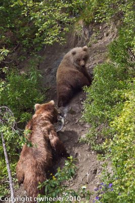 Baby bear looking to make sure mama bear is following _H1H1144-1.jpg