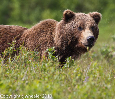 Close up of the larger fighting bear. _L6H8755-1.jpg