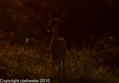Deer at dusk with dragonfly