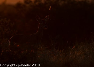 Deer at dark with dragonfly