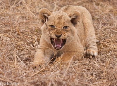 lion cub-2099.jpg