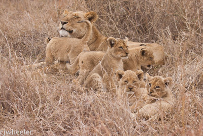 lion cubs-2120.jpg