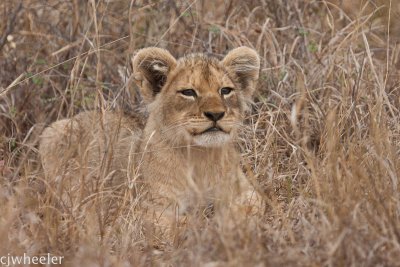 lion cubs-2075.jpg
