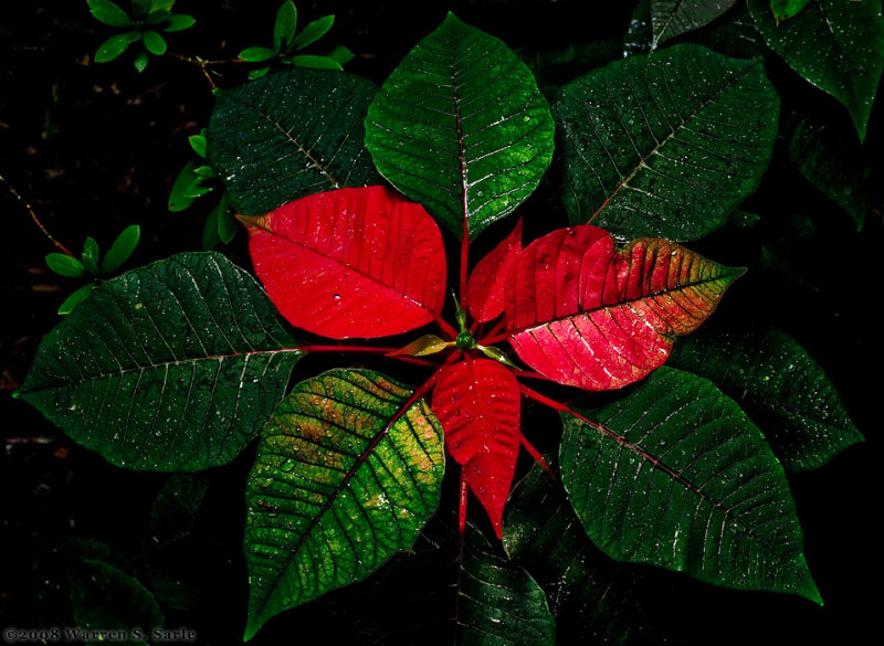 Poinsettia by Warren Sarle