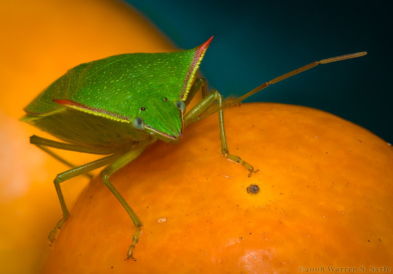 Stacked Stink Bug by Warren Sarle