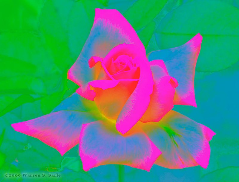 Rose by Warren Sarle