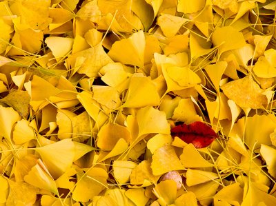 ... in a sea of yellow by Bill Vann