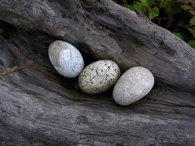 1st place: Rock Eggs by Laurie B. Adams