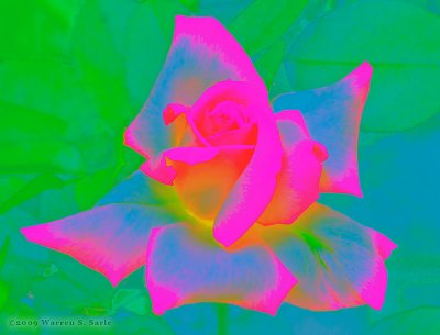 Rose by Warren Sarle