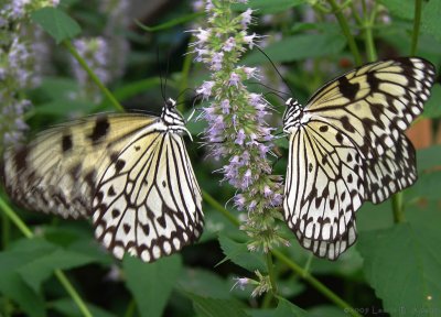 Butterflies by Laurie B. Adams