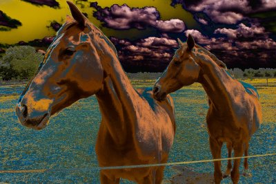 Horses by Warren Sarle