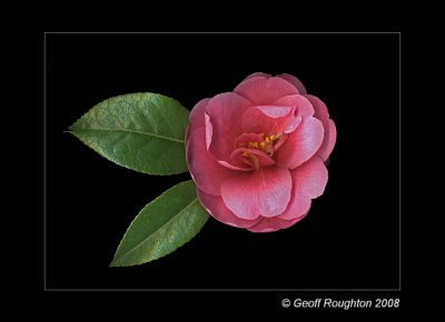 Unexpected Bloom by Geoff Roughton