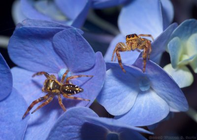 5th PlaceA Spider by Warren Sarle