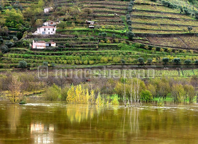 Vineyards and Douro's flood